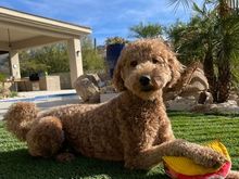 Poppy playing with “Taco” in her new back yard