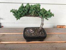 Juniper bonsai from joshua362
