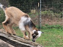 Here’s another photo of Zoomie
I’ll ask her to send video