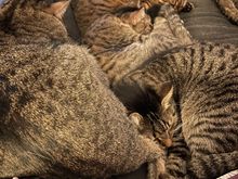 Attempt to count the cats.