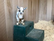 Baby Nigerian dwarf goat