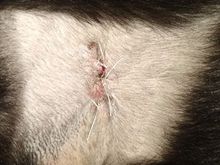 Geno's incision