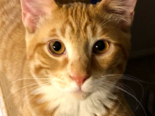 Buddy