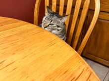 Gaby Baby is not so patiently waiting for her roast beef dinner.