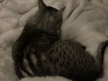 Anpu did not appreciate me going to work this morning.    He was quite comfortable before I moved. 