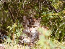 Teasel the Maine Coon was my cat from when she was born on Maui, and she moved with us to Orcas Island (flying on a Northwest Airlines DC-10).  She liked to have a saucer of warm milk in the morning, and died at about 17 of old age.