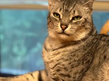 Anpu says you can adore him now.