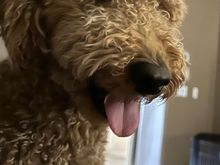 Poppy is looking forward to her rejuvenating salon day tomorrow!