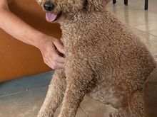 Poppy says she is perfectly capable of posing and get her chest scratched at the same time!