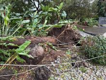 Large tree gone - one of many all around the island.