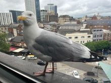 Visitor to our room