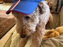 Poppy is not too happy with the early results!