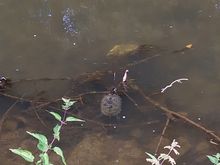 Turtle swimming in a more calm part of the river 