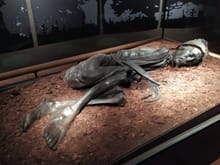 The preserved body of the Tollund Man