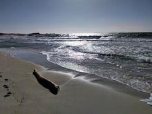 A lone log on the beach while walking back to the start point of the hike 