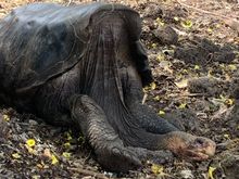 The saddleback adaptation to reach the higher edibles on their island. 