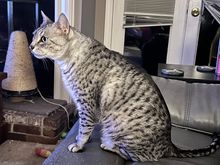 Anpu at attention making sure everyone stays in line at our house.