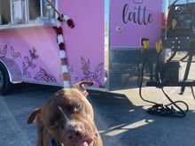 Kazak got a pup cup from the coffee truck this morning.  

