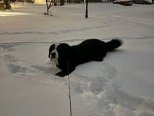 Toby is in his element in northern Virginia this morning