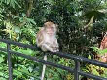 Monkey!