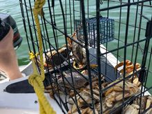 good crab haul