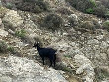 In Goat We Trust 