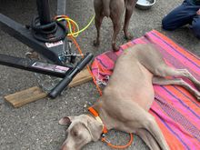 brewery owners’ Weimaraners