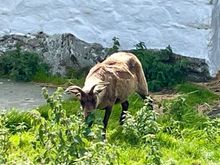 Manx Loaghtan sheep at Cregneash, an outdoor “museum” of a traditional Manx village. I didn’t get to eat one. 