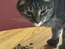 Fred says the treats do not make up for the trip to the vet.    