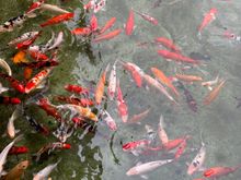 The mandatory koi pond