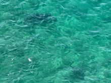 Two sharks, honest!