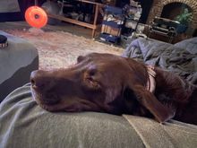 And on my right, our house guest 