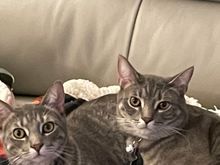 Kitties just relaxing!!    They are a year old now!