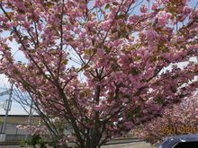 Sakura blossoms in Karuizawa, Nagano Prefecture