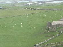 lots of sheep
