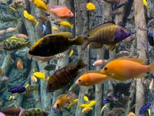 Fish tank