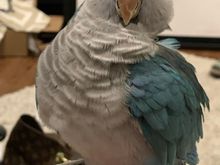 My friend’s parrot tells her when to go to turn the tv off and go to bed.  