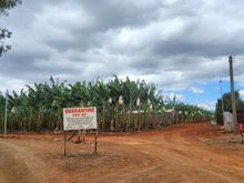 Banana farm