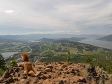 Kelowna, BC with our shiba