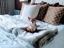 Our dog Bella loved the beds!