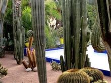Cactusses