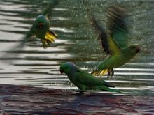 Taj Mahal Bird Bath 2010 FEB 21