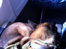 working dog