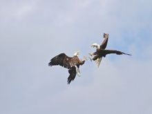 photo Eagles Poacher Caye