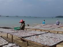 Drying fish (squid?) on the beach near Sheraton