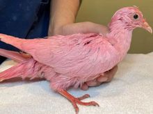 Pink pigeon found in New York City.