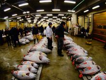 Tsukiji Market, Tokyo