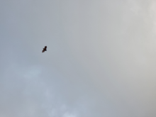 Giant bats start flying around just before dark