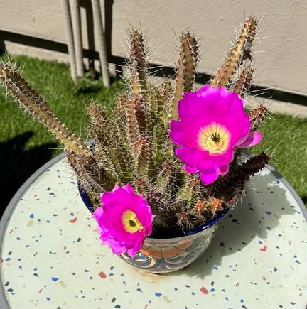Woke up this morning to find my echinocereus pentalophus (ladyfinger cactus) in bloom!