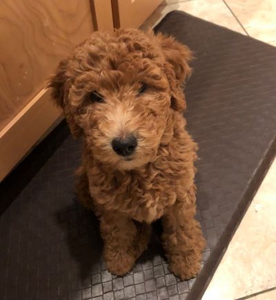 So much like Poppy at that age!